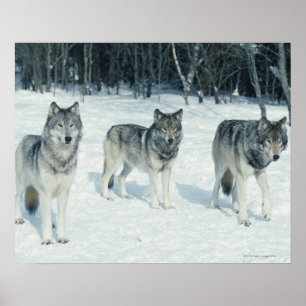 Poster Pack de loups