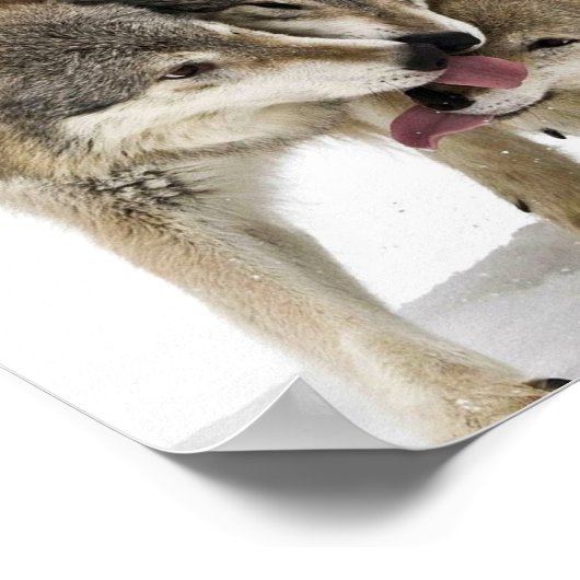 Poster Pack de loups (Coin)