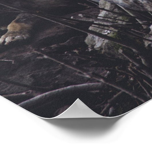 Poster Pack Wolf (Coin)