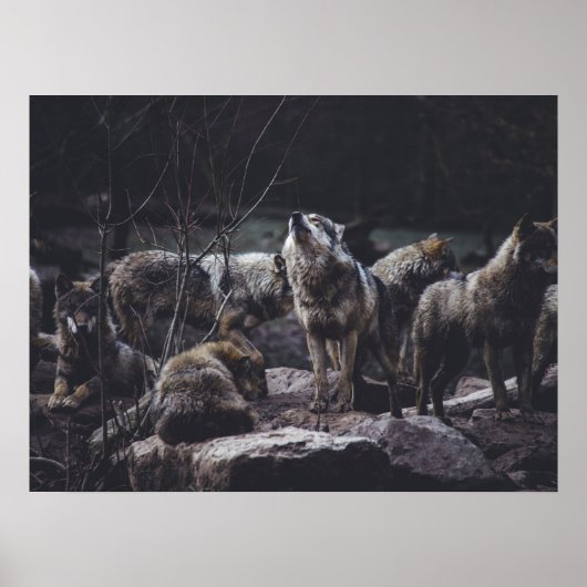 Poster Pack Wolf (Devant)