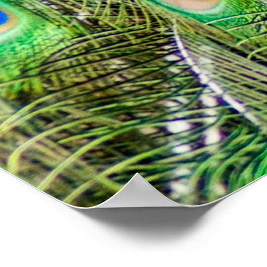 Poster Pacock (Coin)