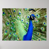 Poster Pacock (Devant)