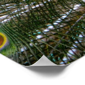 Poster Pacock (Coin)