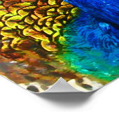 Poster Pacock (Coin)