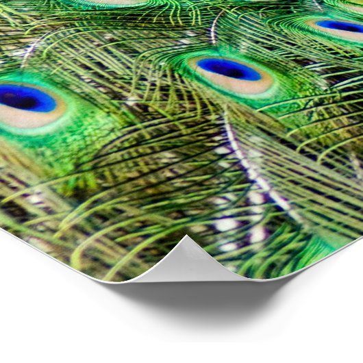 Poster Pacock (Coin)