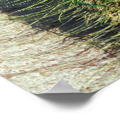 Poster Pacock (Coin)