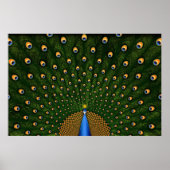 Poster Pacock (Devant)