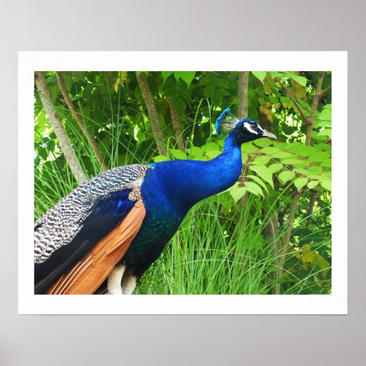 Poster Pacock (Devant)