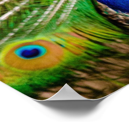 Poster Pacock (Coin)