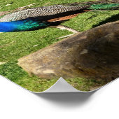 Poster Pacock (Coin)