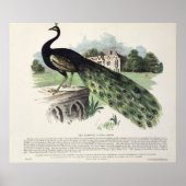 Poster Pacock (Devant)