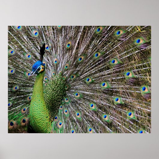 Poster Pacock (Devant)