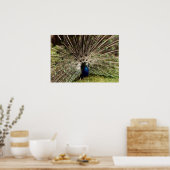 Poster Pacock (Cuisine)