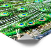 Poster Pacock (Coin)