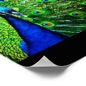 Poster Pacock (Coin)