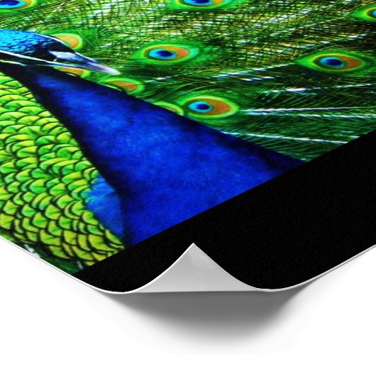 Poster Pacock (Coin)