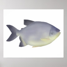 Pacu caranha 