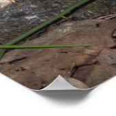 Poster paddenstoelen (Hoek)