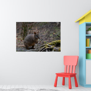 Poster Pademelon Australie, Photo d'animal mignon