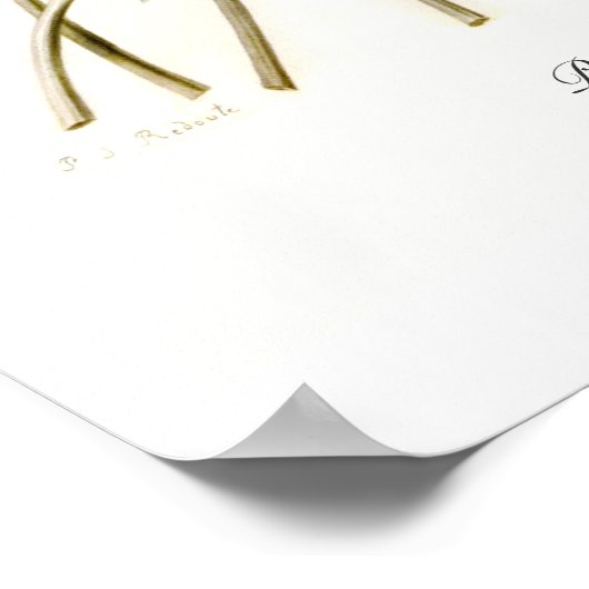 Poster Paeonia (Coin)