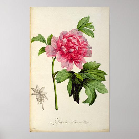 Poster Paeonia Moutan, c.1799 (Devant)