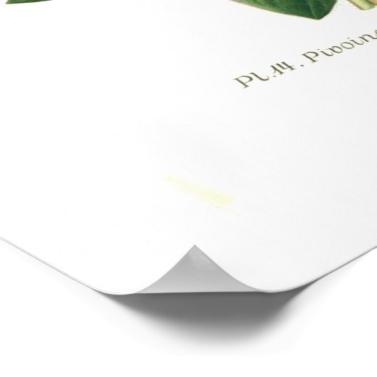 Poster Paeonia moutan (Peony) (Coin)