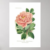 Poster Paeonia moutan (Peony) (Devant)