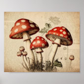 Poster Page de champignons vintages (Devant)