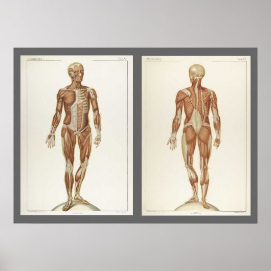 Poster Pages de livres d'anatomie vintage (Devant)