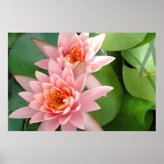 Poster Paillettes D'Eau Rose