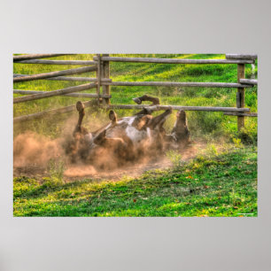 Poster Paint Horse Rolling en Poussière Funny Equine Phot