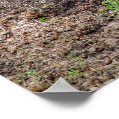 Poster Paint Horse Rolling in Mud Funny Equine Photo (Coin)