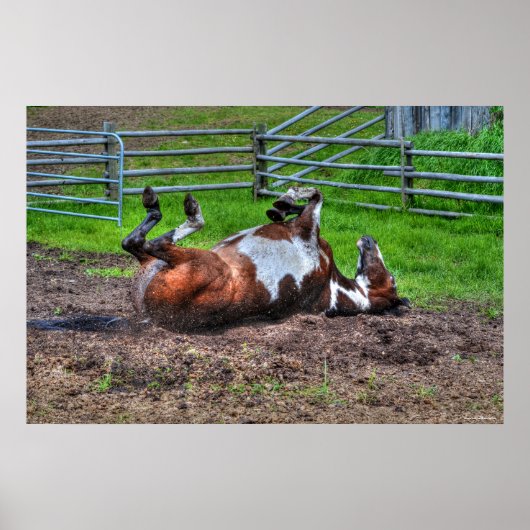 Poster Paint Horse Rolling in Mud Funny Equine Photo (Devant)