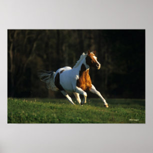 Poster Paint Horse Running Fast