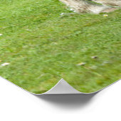 Poster Paint Ponts Purebred Shetland (Coin)