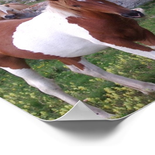 Poster Paint Pony Impression (Coin)