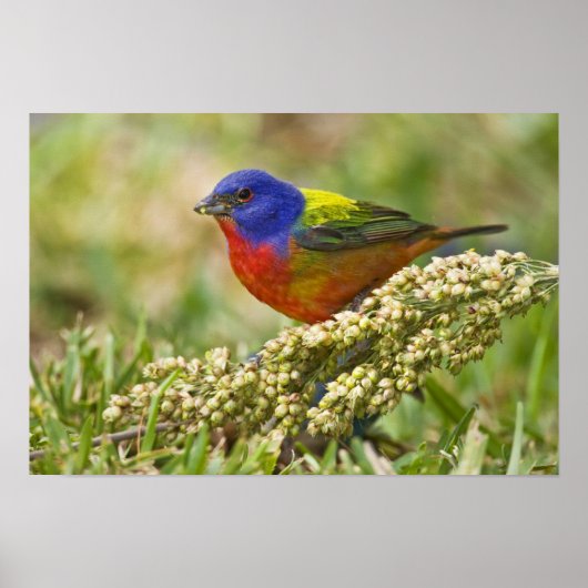 Poster Painted Bunting (Devant)