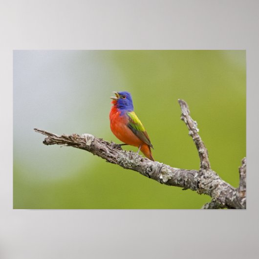 Poster Painted Bunting Passerina ciris) male singing (Devant)