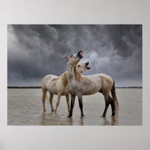 Poster Pair of Camargue Horse Stallions, Southern France