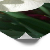 Poster Pair of Daffodils Pink and Yellow Spring Flowers (Coin)