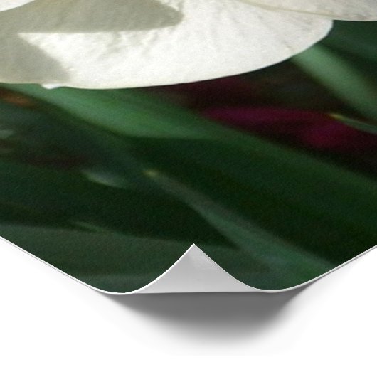 Poster Pair of Daffodils Pink and Yellow Spring Flowers (Coin)