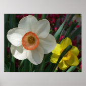 Poster Pair of Daffodils Pink and Yellow Spring Flowers (Devant)