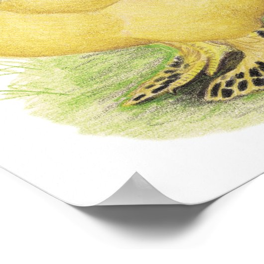 Poster Paire Brahma Buff (Coin)