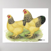 Poster Paire Brahma Buff (Devant)