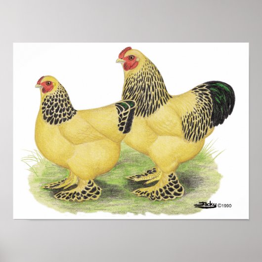 Poster Paire Brahma Buff (Devant)