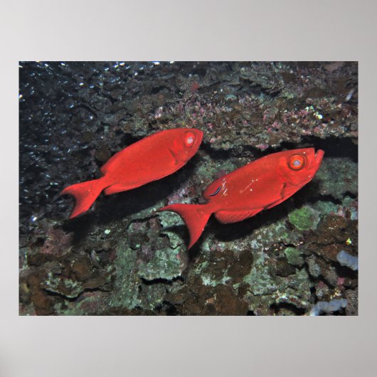 Poster Paire de Bigeyes (Devant)