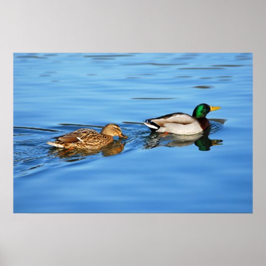 Poster Paire de canards colverts (Devant)