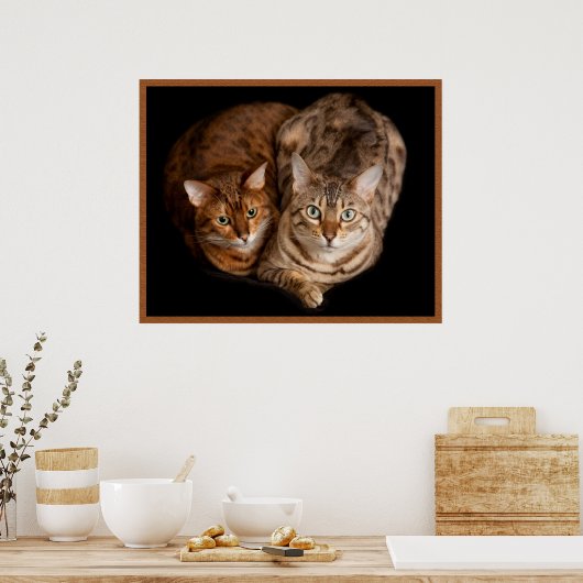Poster Paire de chatons du Bengale (Cuisine)