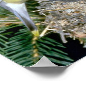 Poster Paire de cire de cèdre avec jeunes (Coin)