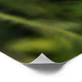 Poster Paire de coquelicots (Coin)